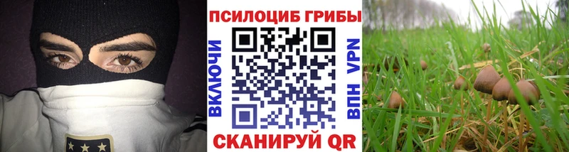 купить наркоту  Курск  Псилоцибиновые грибы Psilocybine cubensis 